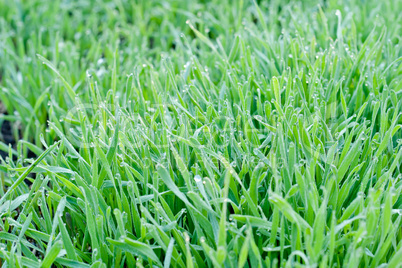 Fresh grass and drops of dew
