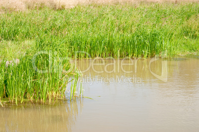 Natural small pond