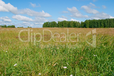 Summer landscape