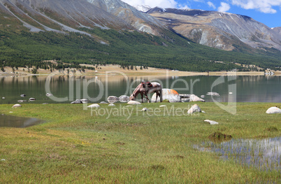 Horse eat grass at mountain lake