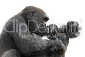 Gorilla macht Krafttraining mit Hantel