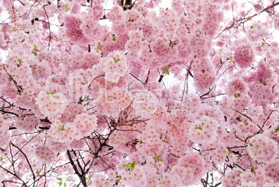 Sanft leuchtende Kirschblüten am Baum