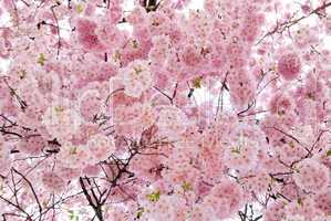 Sanft leuchtende Kirschblüten am Baum