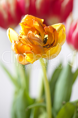 Tulpe