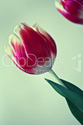 Tulpe