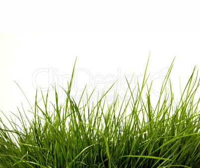 Green grass isolated on white