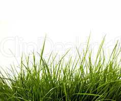 Green grass isolated on white