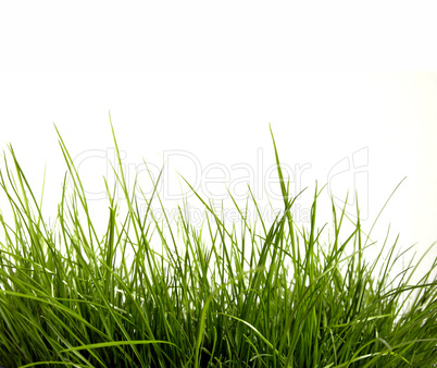 Green grass isolated on white