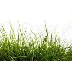 Green grass isolated on white