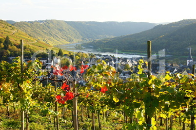 farbiges Weinlaub im Moseltal