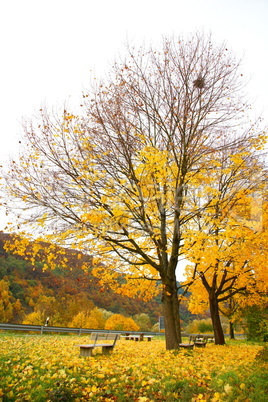 Bäume und Bänke im Herbst