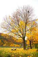 Bäume und Bänke im Herbst