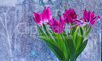 Tulpen vor Regenfenster
