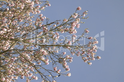 Magnolienblüten