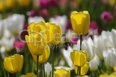 Tulpen