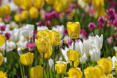 Tulpen