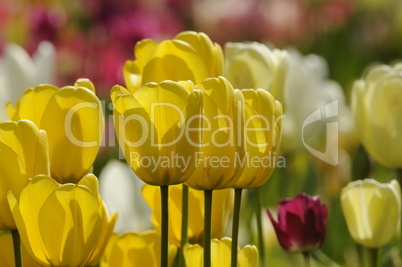 Tulpen