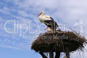 Storch im Nest