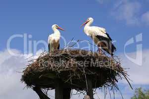 Störche im Nest