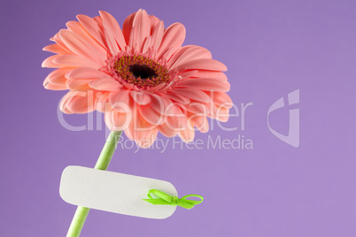 Blume mit Textfreiraum / flower with copy space