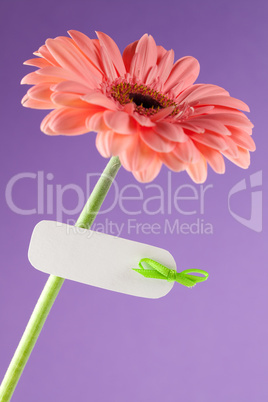 Gerbera mit Anhänger / gerbera with white label