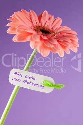 Gerbera mit Schild / gerbera with label