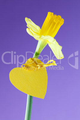 Narzisse mit Herz / daffodil with heart