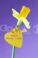 happy mothers day / happy mothers day