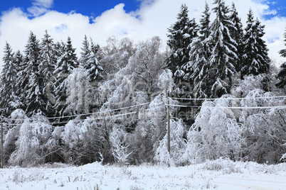 winter forest