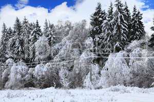 winter forest