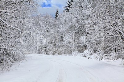 winter landscape