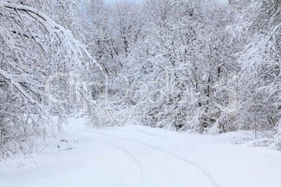 forest road