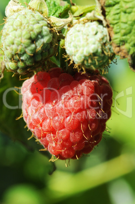 Raspberry growing