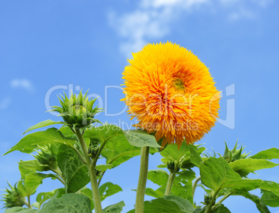 Sonnenblume im Sommer - Sunflower blue Sky