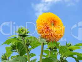 Sonnenblume im Sommer - Sunflower blue Sky