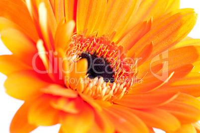 Gerbera / gerbera