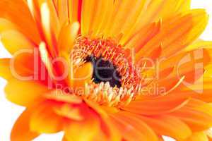 Gerbera / gerbera