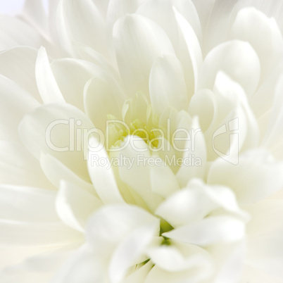 Chrysantheme / chrysanthemum