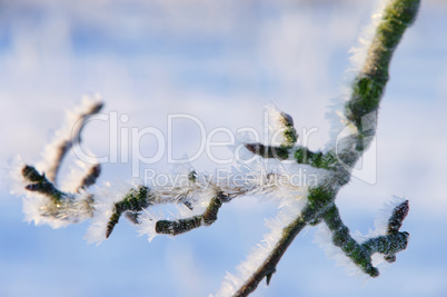 Garten im Winter - garden in winter 09