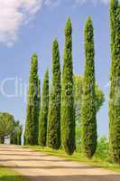 Toskana Zypressen - Tuscany cypress 02