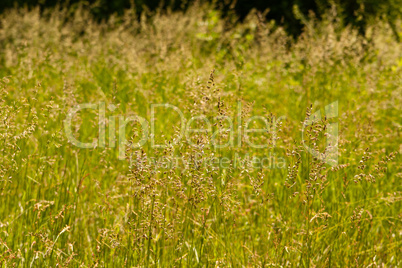 Gräserblüte, Grass