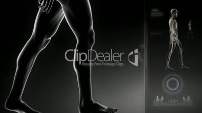 Walking man with knee scan interface in loop