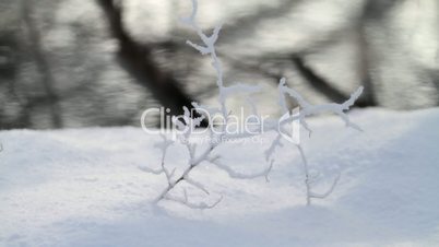 Branch in snow.