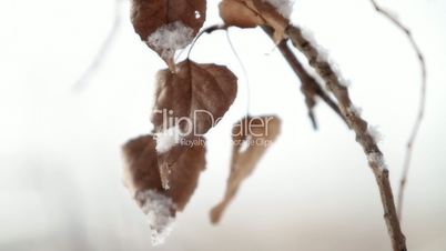 brown frosty leaves