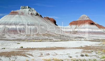 Petrified Forest