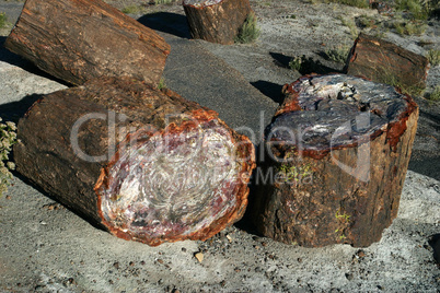 Petrified Forest 9