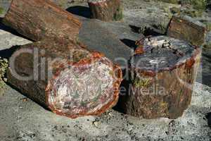 Petrified Forest 9