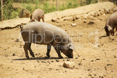 Iberisches Schwein - Black Iberian pig 03