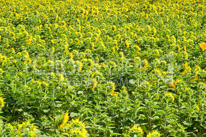 Sonnenblumenfeld - sunflowers field 07