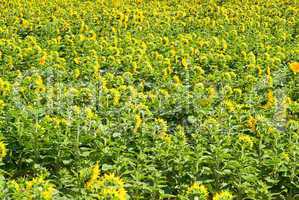 Sonnenblumenfeld - sunflowers field 07